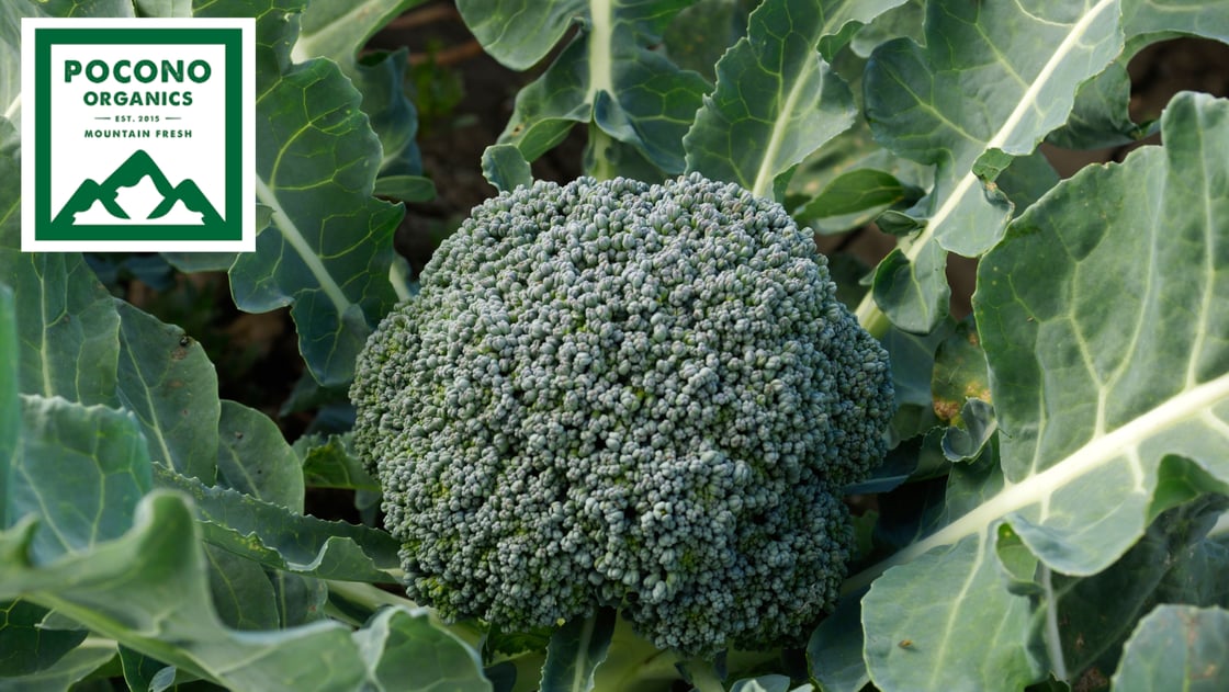 Copy of Newsletter banners-2