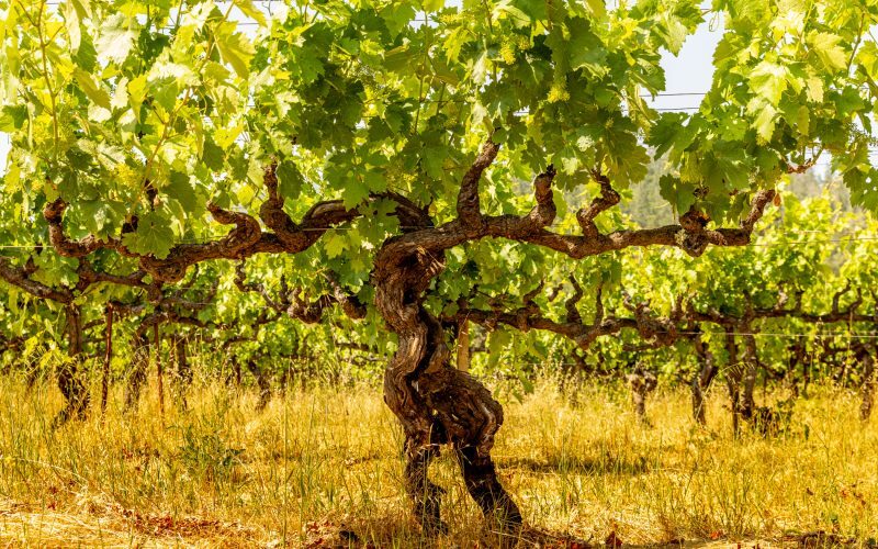 grgich-hills-estate_nicola-parisi_june2025_1574-800x500